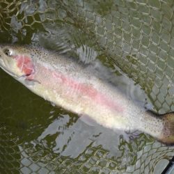 大安トラウトレイク 釣果